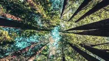 Cabaïa Europe - Cabaïa Europe