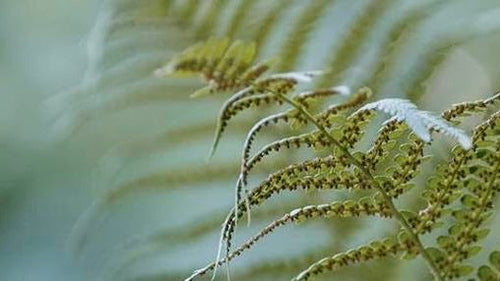 Cabaïa Europe - Cabaïa Europe