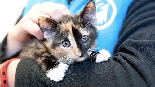 Cabaïa Europe - Cabaïa Europe