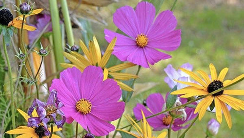 Cabaïa Europe - Cabaïa Europe